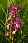 Anacamptis laxiflora