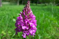 Anacamptis pyramidalis