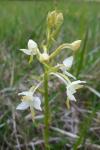 Platanthera bifolia