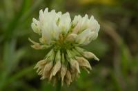 Trifolium repens