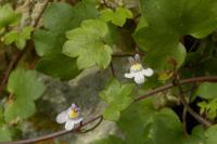 Cymbalaria muralis