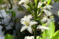 Menyanthes trifoliata