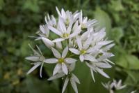 Allium ursinum