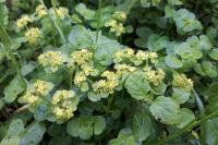 Chrysosplenium oppositifolium