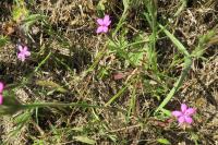 Dianthus armeria
