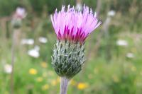 Cirsium tuberosum