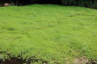 Myriophyllum aquaticum