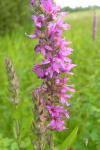 Lythrum salicaria