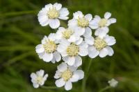 Achillea ptarmica