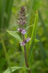 Stachys palustris