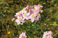 Centaurium erythraea
