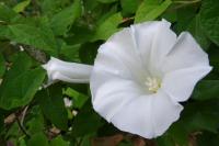 Convolvulus sepium