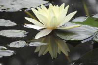 Nymphaea alba