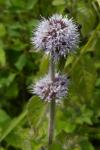 Mentha aquatica