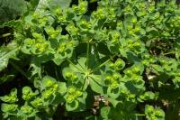 Euphorbia helioscopia