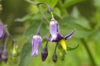 Solanum dulcamara