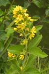 Lysimachia vulgaris