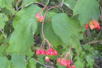 Viburnum opulus