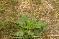 Plantago major