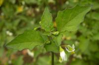 Solanum nigrum