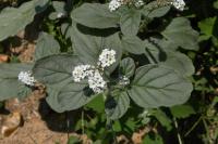 Heliotropium europaeum