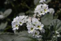 Heliotropium europaeum