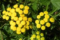 Tanacetum vulgare