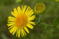 Pulicaria dysenterica