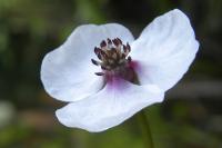 Sagittaria sagittifolia