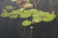 Nuphar lutea