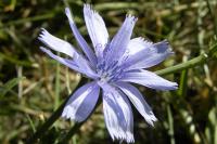 Cichorium intybus