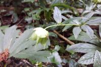 Helleborus viridis