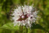 Mentha aquatica
