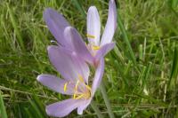 Colchicum autumnale