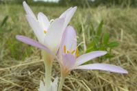 Colchicum autumnale