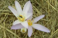 Colchicum autumnale