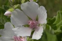 Althaea officinalis