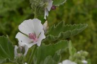 Althaea officinalis
