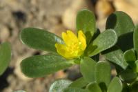 Portulaca oleracea