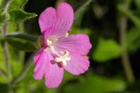 Epilobium hirsutum