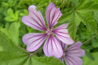 Malva sylvestris