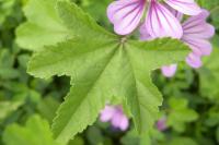 Malva sylvestris