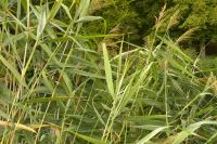 Phragmites australis