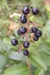 Ligustrum vulgare