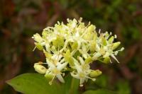 Cornus sanguinea