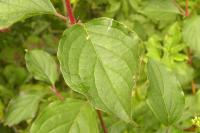 Cornus sanguinea