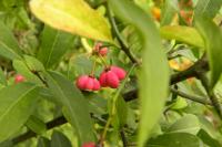 Euonymus europaeus