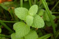 Mentha suaveolens