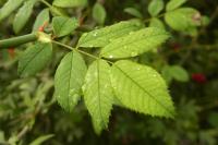 Rosa canina