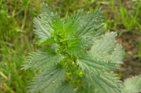Urtica urens